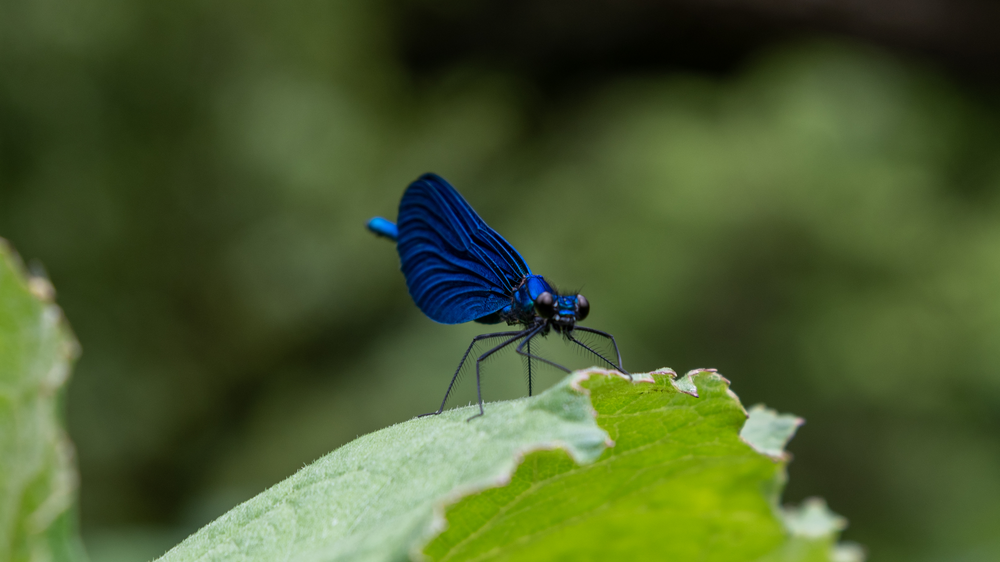 Blue Eye Spring, Albania - travel guide