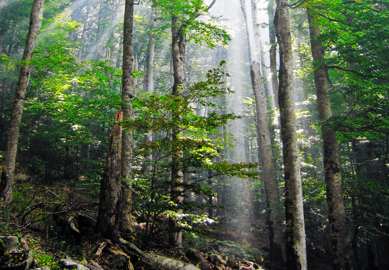 Biogradska Gora, Montenegro - travel guide