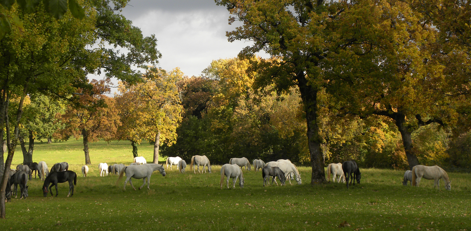 Lipica Stud Farm, Slovenia — birthplace of the Lipizzaner horse since 1580